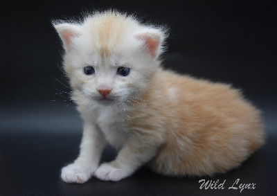 Wild Lynx - Chaton disponible  - Maine Coon