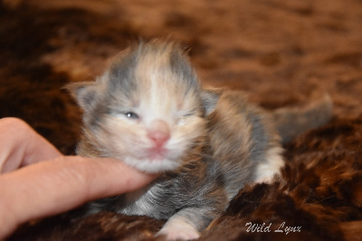 femelle  bleue smoke tortie et blanche  - Maine Coon