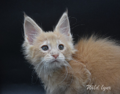 Wild Lynx - Chaton disponible  - Maine Coon