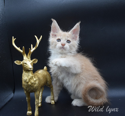 Wild Lynx - Chaton disponible  - Maine Coon