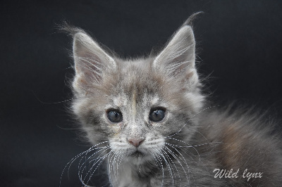 Wild Lynx - Chaton disponible  - Maine Coon