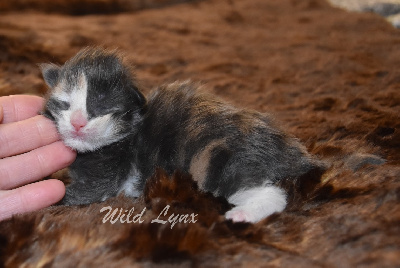 femelle  bleue tortie et blanche  - Maine Coon