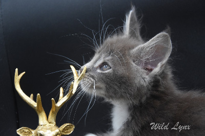 Wild Lynx - Chaton disponible  - Maine Coon