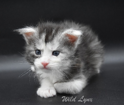 Wild Lynx - Chaton disponible  - Maine Coon