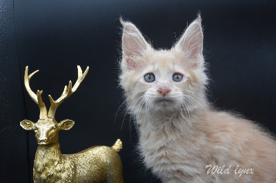 Wild Lynx - Chaton disponible  - Maine Coon