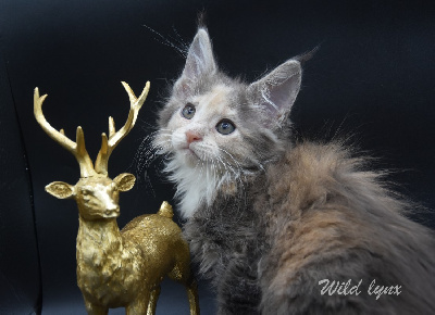 Wild Lynx - Chaton disponible  - Maine Coon