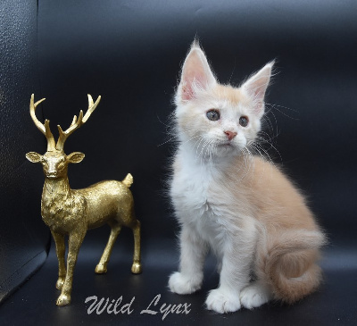 Wild Lynx - Chaton disponible  - Maine Coon