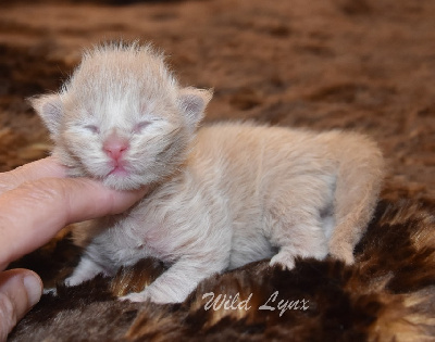 mâle 1 crème  - Maine Coon