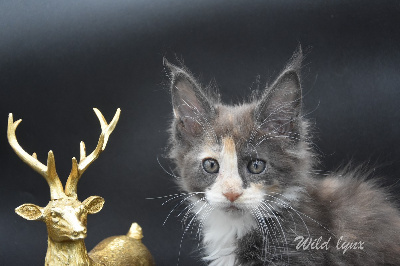 Wild Lynx - Chaton disponible  - Maine Coon