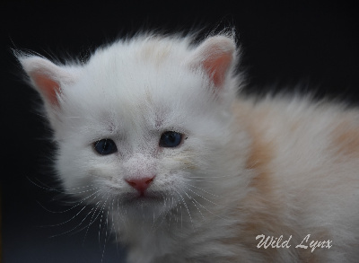 Wild Lynx - Chaton disponible  - Maine Coon