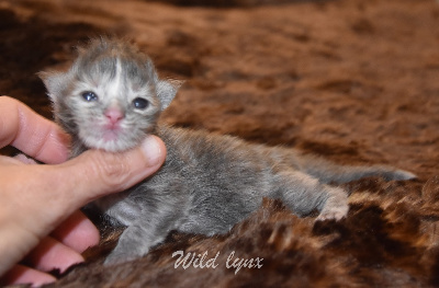 femelle bleue silver tortie  - Maine Coon