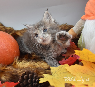 Maine Coon - Superbes et adorables chatons Maine Coon loof - Wild Lynx