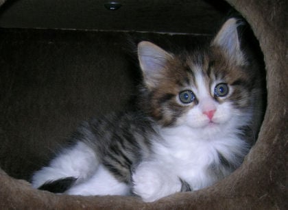 chaton Maine Coon du domaine de simba