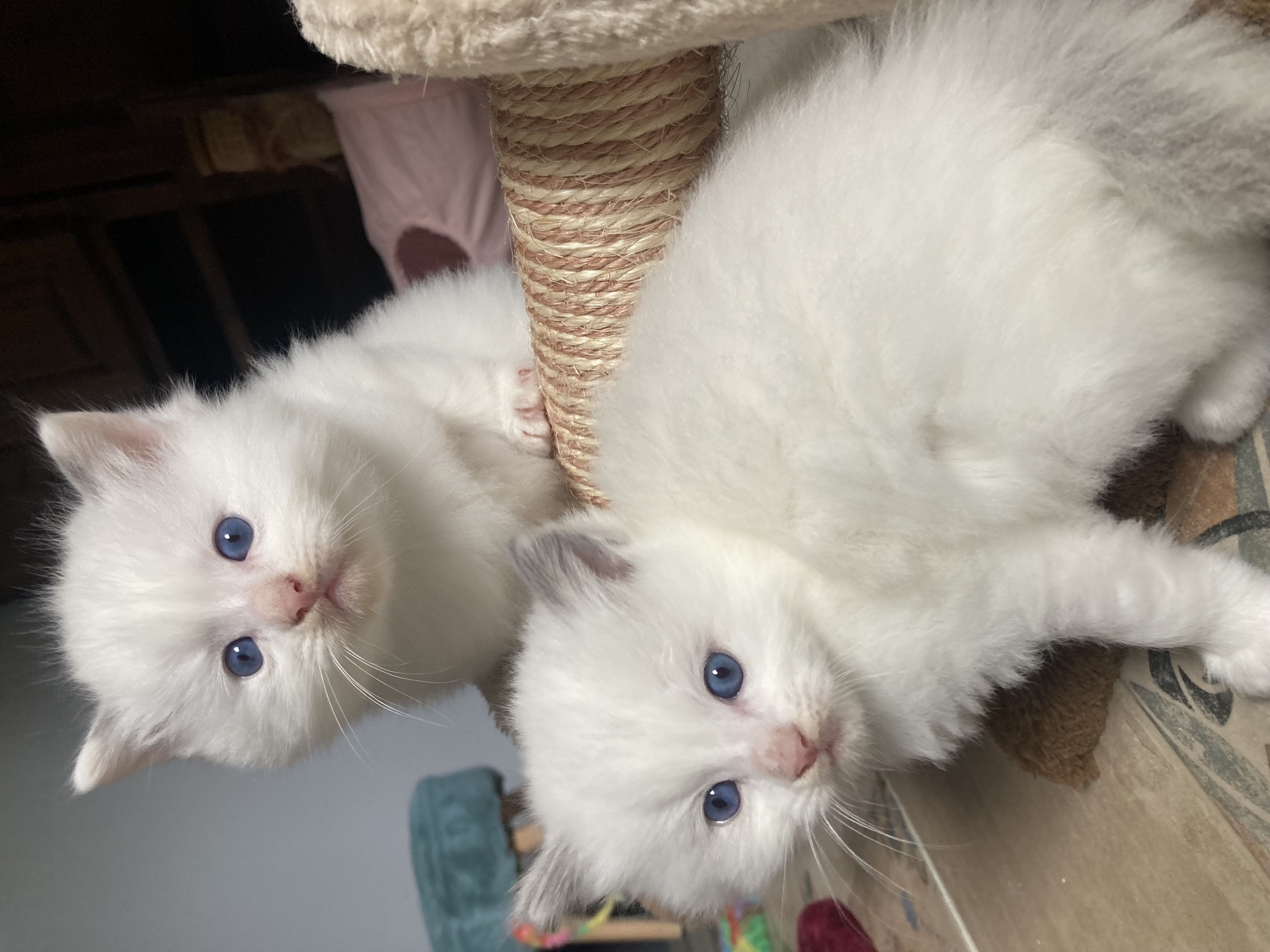 des racatchis - Chaton disponible  - Ragdoll