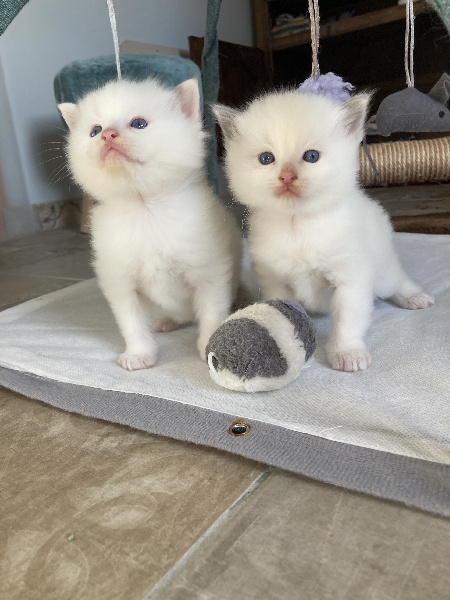 des racatchis - Chaton disponible  - Ragdoll