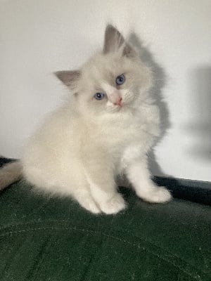 des racatchis - Chaton disponible  - Ragdoll