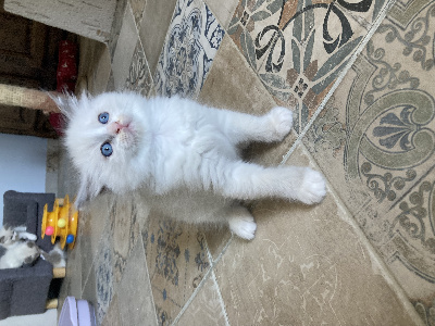 des racatchis - Chaton disponible  - Ragdoll