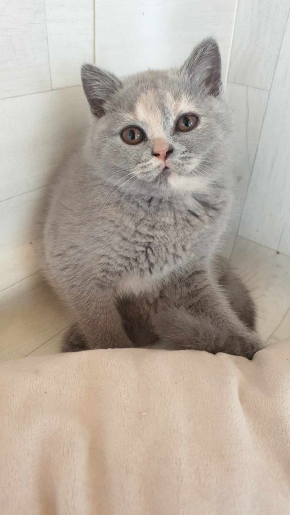 d'Ingénue - Chatons British shorthair LOOF 