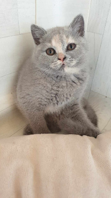 d'Ingénue - Chaton disponible  - British Shorthair et Longhair