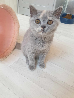 d'Ingénue - Chaton disponible  - British Shorthair et Longhair