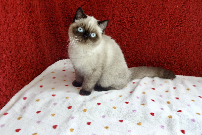 Vedette :1190€ sans LOOF ou 1390€ LOOF - Exotic Shorthair