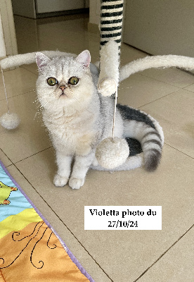 de Bellavista - Chaton disponible  - Persan