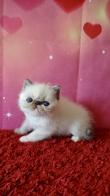 Exotic Shorthair - de Bellavista