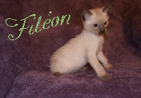 Filéon