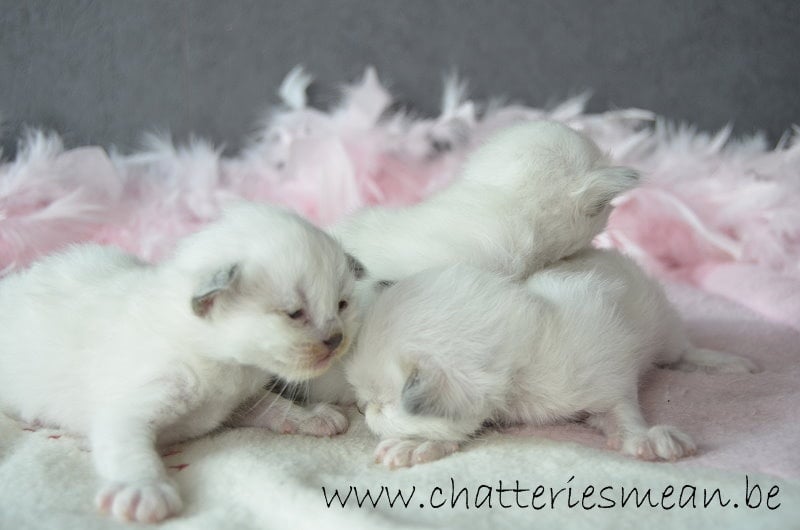 chaton Sacré de Birmanie des Hortensias de Méan