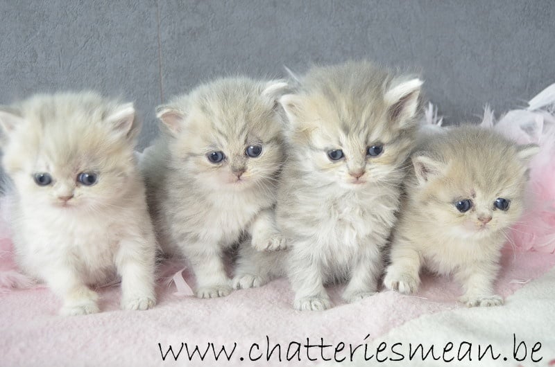 des Hortensias de Méan - Exotic Shorthair - Portée née le 25/05/2015