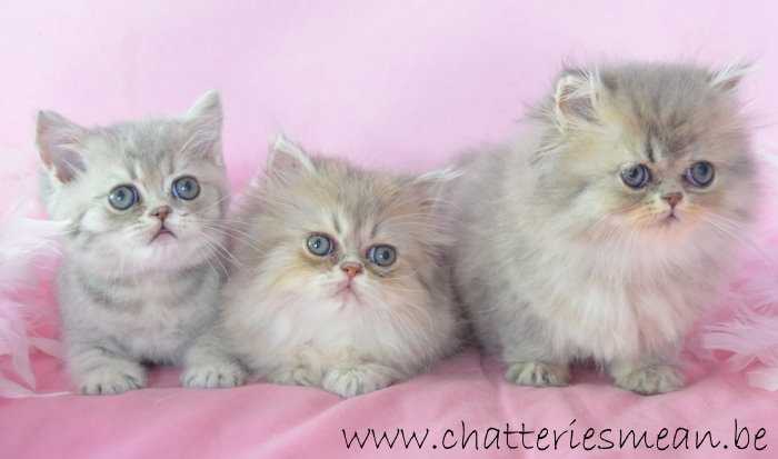 des Hortensias de Méan - Exotic Shorthair - Portée née le 29/05/2014