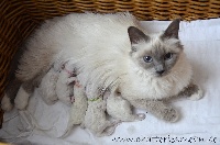 des Hortensias de Méan - Chaton disponible  - Sacré de Birmanie