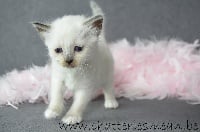 des Hortensias de Méan - Chaton disponible  - Sacré de Birmanie