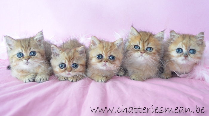 des Hortensias de Méan - Exotic Shorthair - Portée née le 26/04/2014