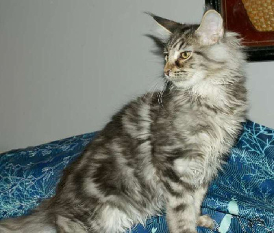 CHATON - Maine Coon