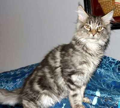 CHATON - Maine Coon