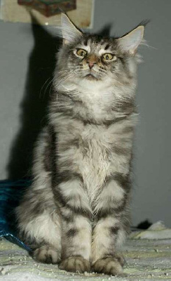 CHATON - Maine Coon