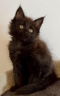 De La Mare Aux Diables - Chaton disponible  - Maine Coon