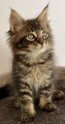 De La Mare Aux Diables - Chaton disponible  - Maine Coon