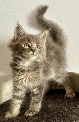 De La Mare Aux Diables - Chaton disponible  - Maine Coon