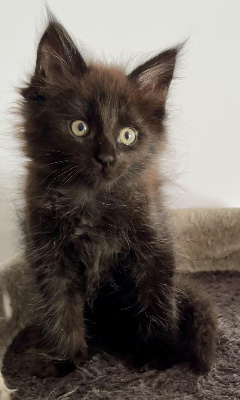 De La Mare Aux Diables - Chaton disponible  - Maine Coon