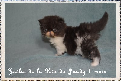 La Ria Du Jaudy - Chaton disponible  - Persan