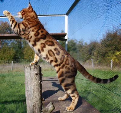 des saphirs de lune - HUIT  BENGALS CHAMPIONS DU MONDE  A L'ELEVAGE