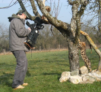 des saphirs de lune -  tournage TV avec les bengals !!