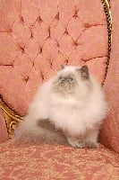 CH. Elysée Des Darling Cats