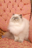 CH. Elysée Des Darling Cats