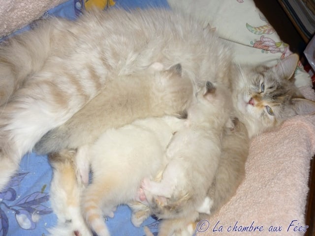 chaton Sibérien De La Chambre Aux Fées