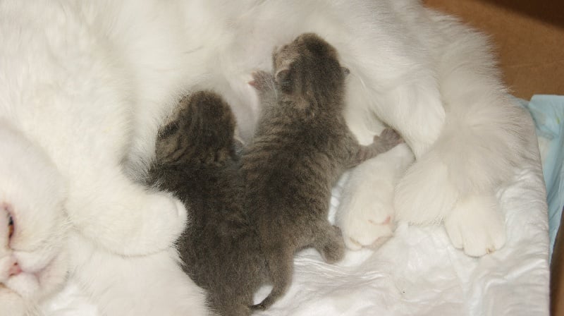 Du Clos De Bastet - Exotic Shorthair - Portée née le 05/06/2012