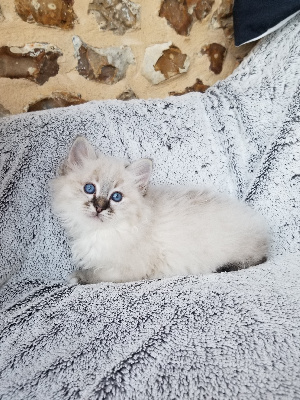 Des Ours De La Motte - Chaton disponible  - Sacré de Birmanie