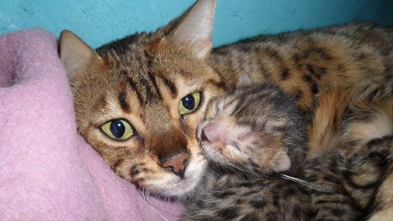 chaton Bengal Du Paradis Sauvage